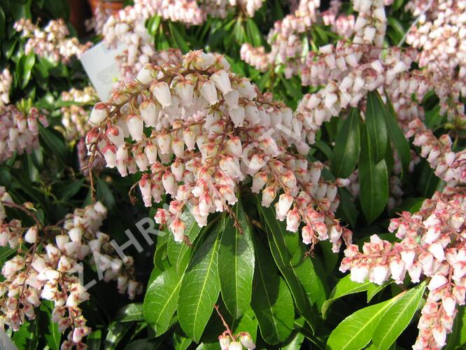 Pieris japonský 'Valley Rose' - Pieris japonica 'Valley Rose'