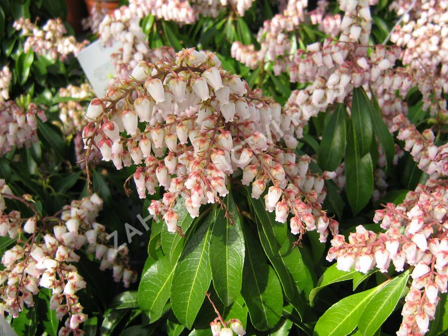Pieris japonský 'Valley Rose' - Pieris japonica 'Valley Rose'