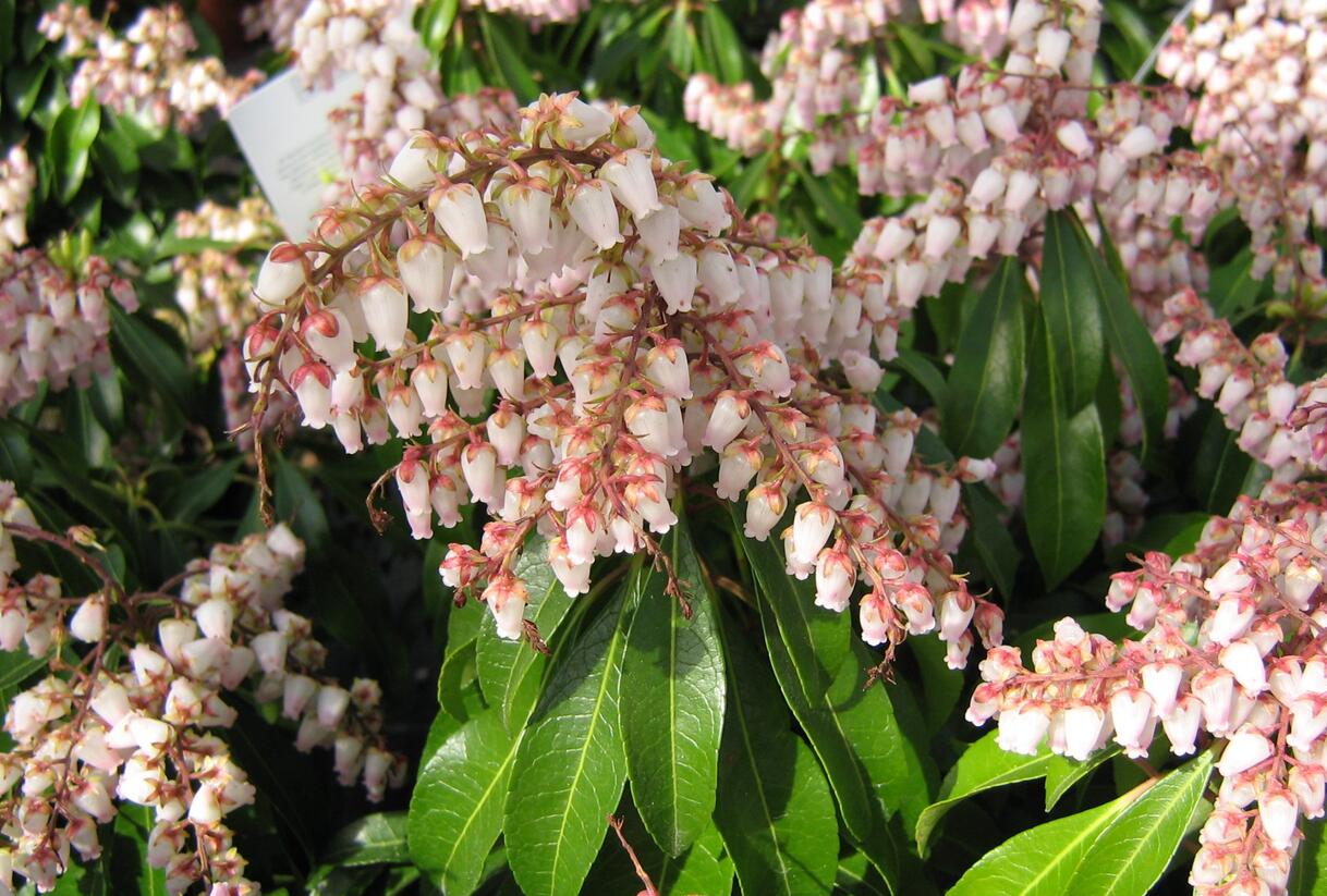 Pieris japonský 'Valley Rose' - Pieris japonica 'Valley Rose'