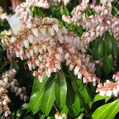 Pieris japonský 'Valley Rose' - Pieris japonica 'Valley Rose'