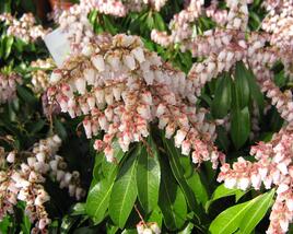 Pieris japonský 'Valley Rose'