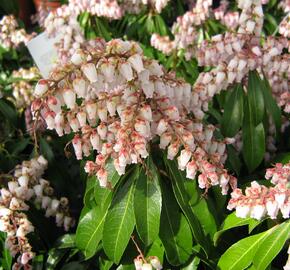 Pieris japonský 'Valley Rose' - Pieris japonica 'Valley Rose'