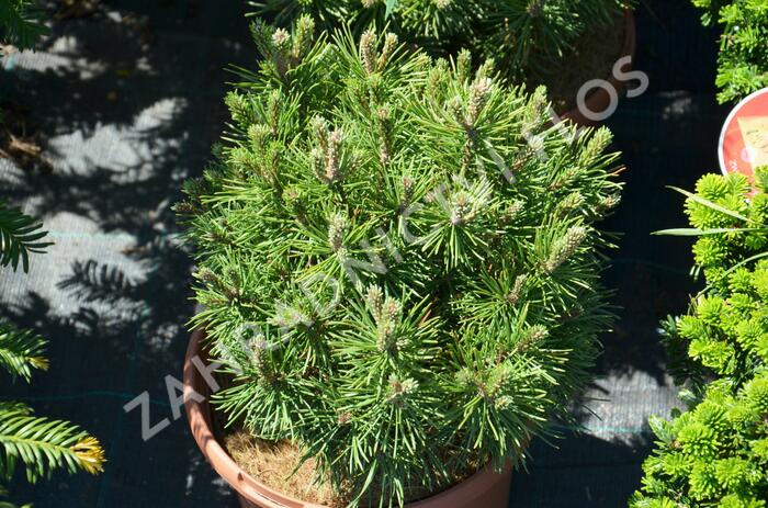 Borovice kleč 'Mops' - Pinus mugo 'Mops'