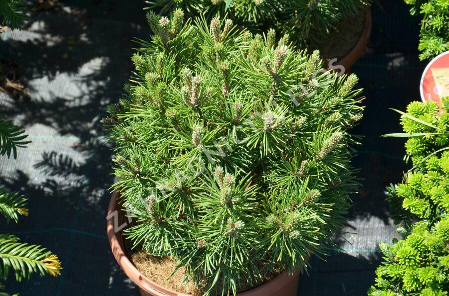 Borovice kleč 'Mops' - Pinus mugo 'Mops'