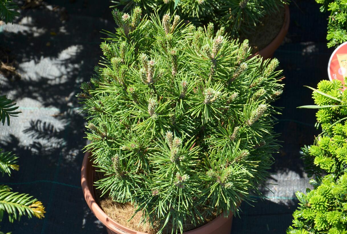 Borovice kleč 'Mops' - Pinus mugo 'Mops'
