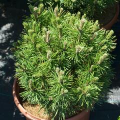 Borovice kleč 'Mops' - Pinus mugo 'Mops'