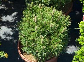 Borovice kleč 'Mops' - Pinus mugo 'Mops'