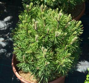 Borovice kleč 'Mops' - Pinus mugo 'Mops'