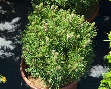 Borovice kleč 'Mops'