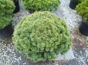 Borovice kleč 'Mops' - Pinus mugo 'Mops'