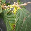 Vilín prostřední - Hamamelis intermedia