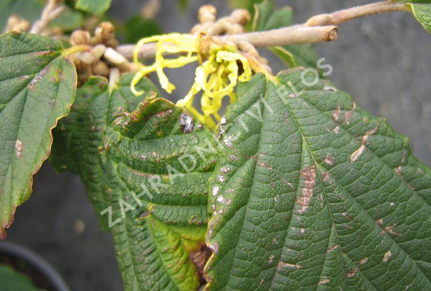 Vilín prostřední - Hamamelis intermedia