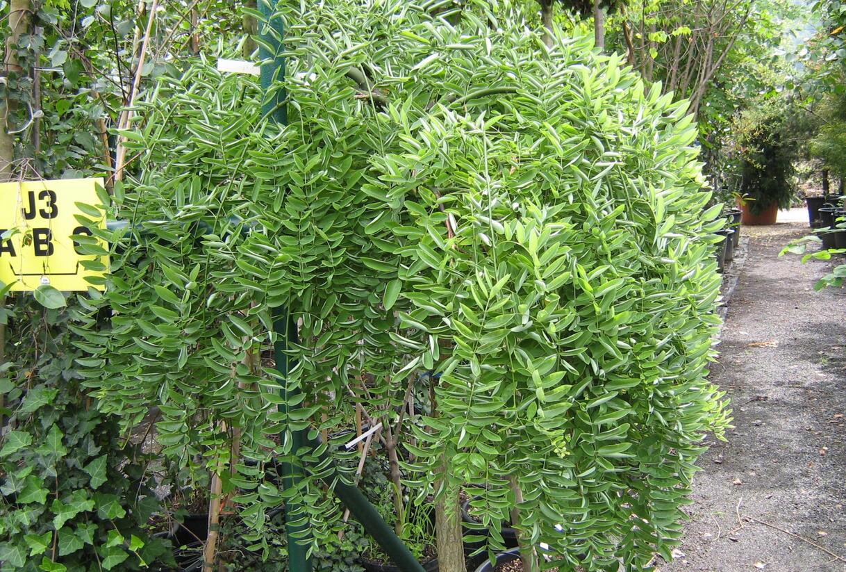 Jerlín japonský 'Pendula' - Sophora japonica 'Pendula'