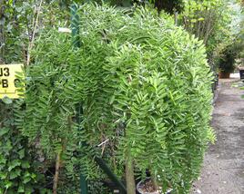 Jerlín japonský 'Pendula'