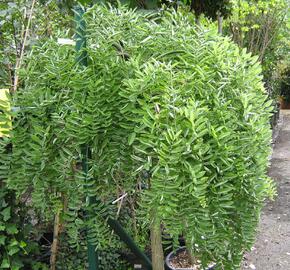 Jerlín japonský 'Pendula' - Sophora japonica 'Pendula'