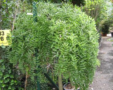 Jerlín japonský 'Pendula'