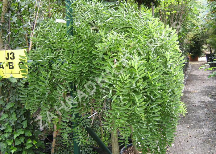 Jerlín japonský 'Pendula' - Sophora japonica 'Pendula'