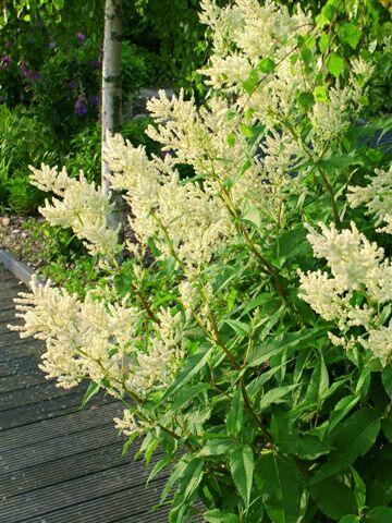 Rdesno - Persicaria polymorpha