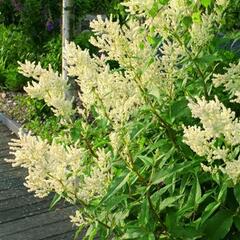 Rdesno - Persicaria polymorpha