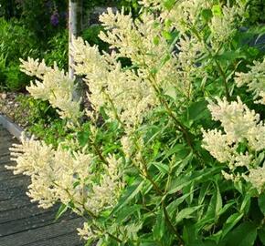 Rdesno - Persicaria polymorpha