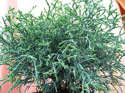 Cypřišek Lawsonův 'Lycopodioides' - Chamaecyparis lawsoniana 'Lycopodioides'