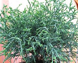 Cypřišek Lawsonův 'Lycopodioides'