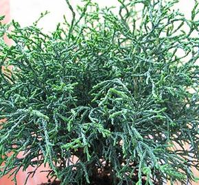 Cypřišek Lawsonův 'Lycopodioides' - Chamaecyparis lawsoniana 'Lycopodioides'