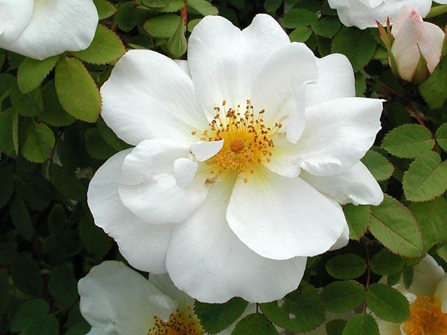 Růže parková 'Nevada' - Rosa S 'Nevada'