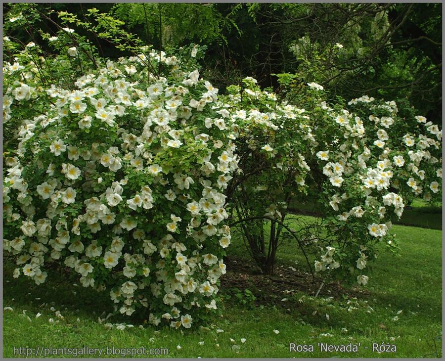 Růže parková 'Nevada' - Rosa S 'Nevada'
