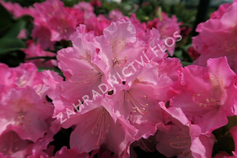 Pěnišník 'Kalinka' - Rhododendron (Y) 'Kalinka'