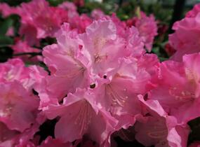 Pěnišník 'Kalinka' - Rhododendron (Y) 'Kalinka'