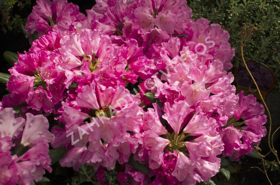 Pěnišník 'Kalinka' - Rhododendron (Y) 'Kalinka'