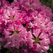 Pěnišník 'Kalinka' - Rhododendron (Y) 'Kalinka'