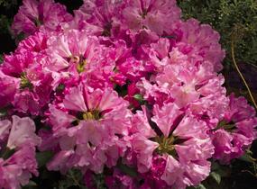Pěnišník 'Kalinka' - Rhododendron (Y) 'Kalinka'