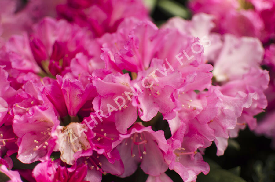 Pěnišník 'Kalinka' - Rhododendron (Y) 'Kalinka'