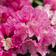 Pěnišník 'Kalinka' - Rhododendron (Y) 'Kalinka'