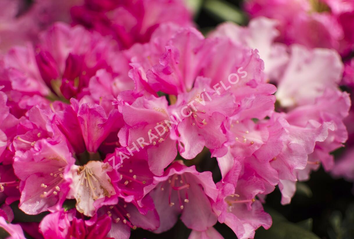 Pěnišník 'Kalinka' - Rhododendron (Y) 'Kalinka'