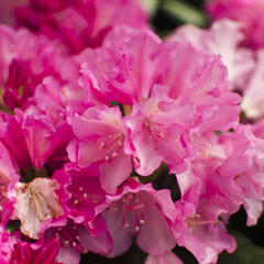 Pěnišník 'Kalinka' - Rhododendron (Y) 'Kalinka'