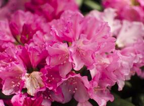 Pěnišník 'Kalinka' - Rhododendron (Y) 'Kalinka'