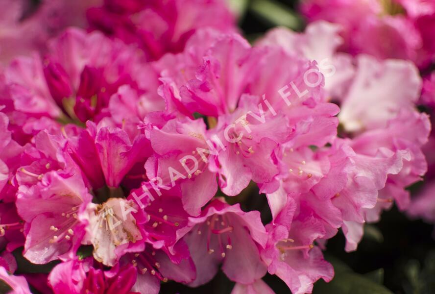 Pěnišník 'Kalinka' - Rhododendron (Y) 'Kalinka'