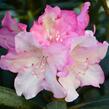 Pěnišník 'Kalinka' - Rhododendron (Y) 'Kalinka'