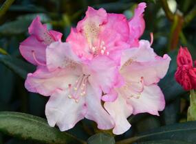Pěnišník 'Kalinka' - Rhododendron (Y) 'Kalinka'
