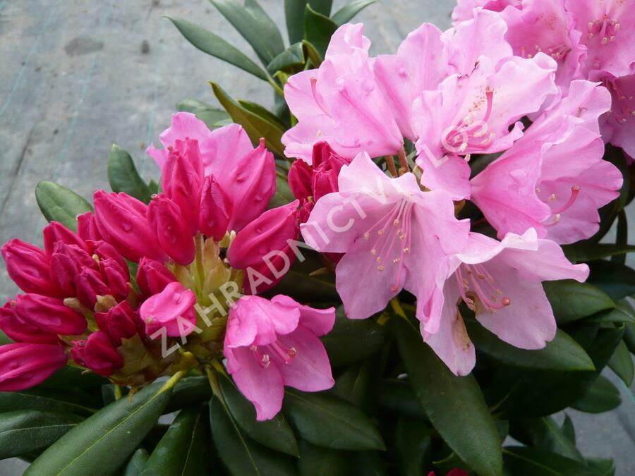 Pěnišník 'Kalinka' - Rhododendron (Y) 'Kalinka'