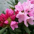 Pěnišník 'Kalinka' - Rhododendron (Y) 'Kalinka'
