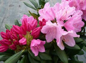Pěnišník 'Kalinka' - Rhododendron (Y) 'Kalinka'