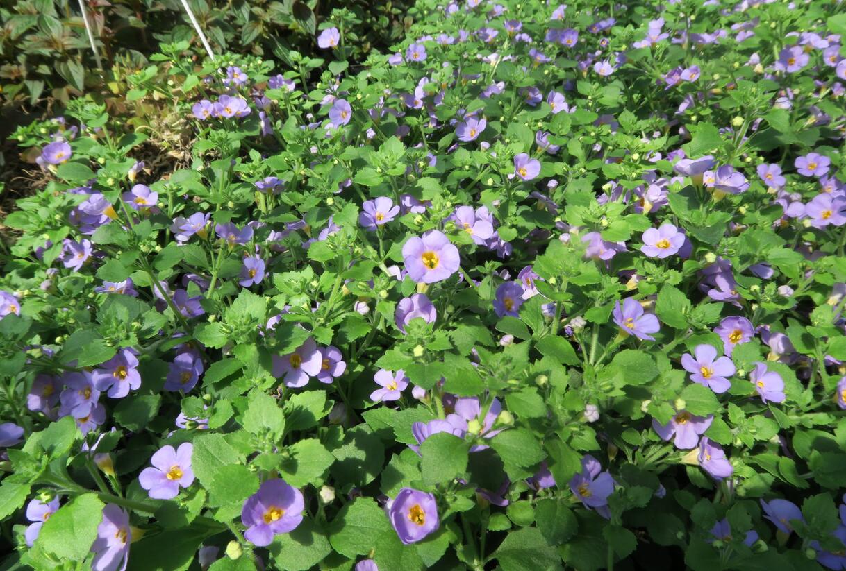 Bakopa 'Cabana Jumbo Lavender' - Sutera diffusus 'Cabana Jumbo Lavender'