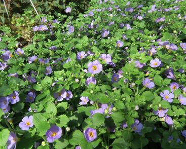 Bakopa 'Cabana Jumbo Lavender'