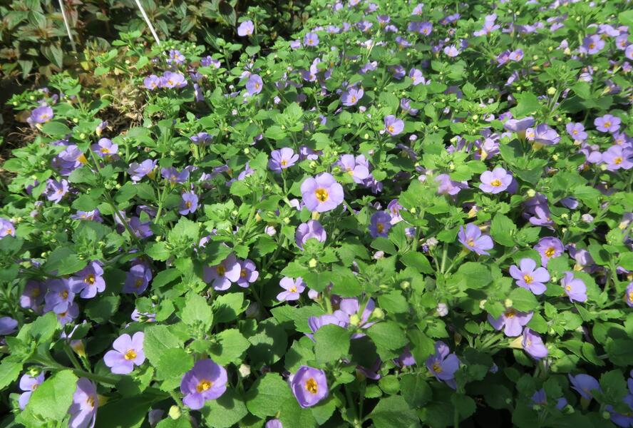Bakopa 'Cabana Jumbo Lavender' - Sutera diffusus 'Cabana Jumbo Lavender'
