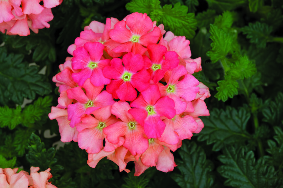 Verbena, sporýš 'Summer Dreams Peach' - Verbena hybrida 'Summer Dreams Peach'