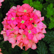 Verbena, sporýš 'Summer Dreams Peach' - Verbena hybrida 'Summer Dreams Peach'